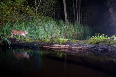 Ilves ületab jõge